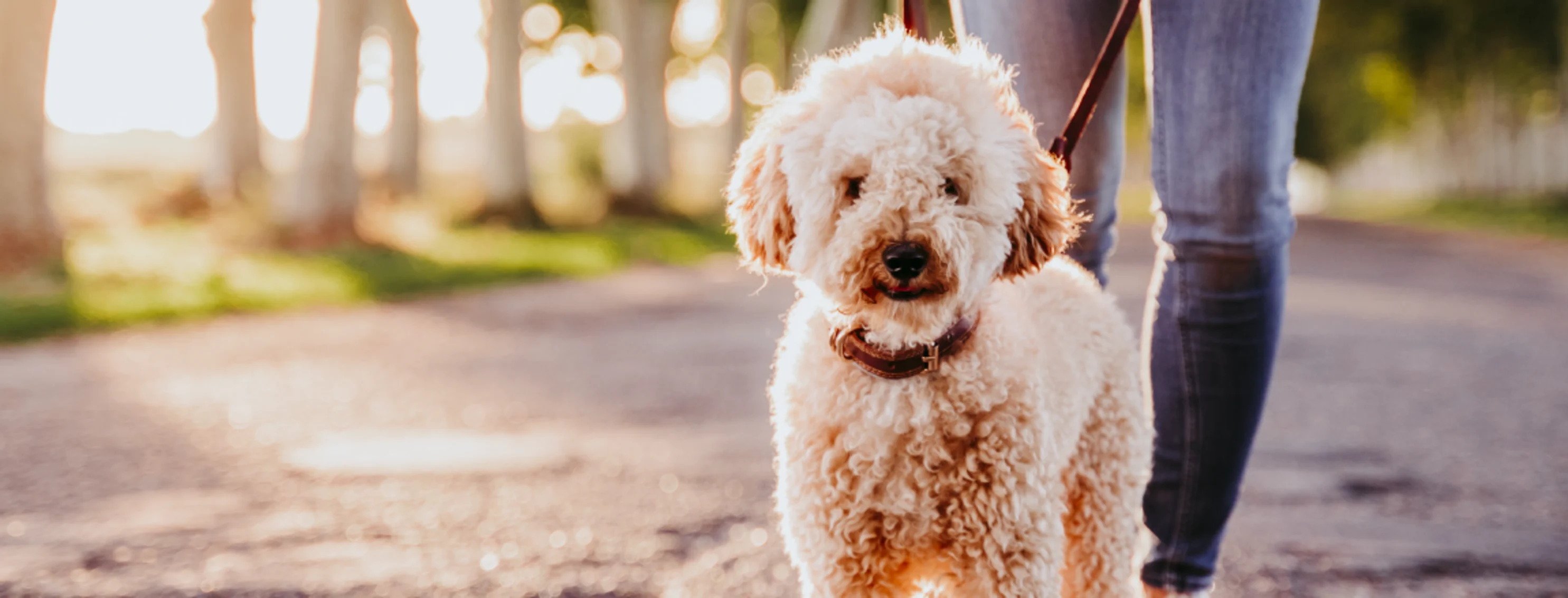 Dog on a walk with owner 