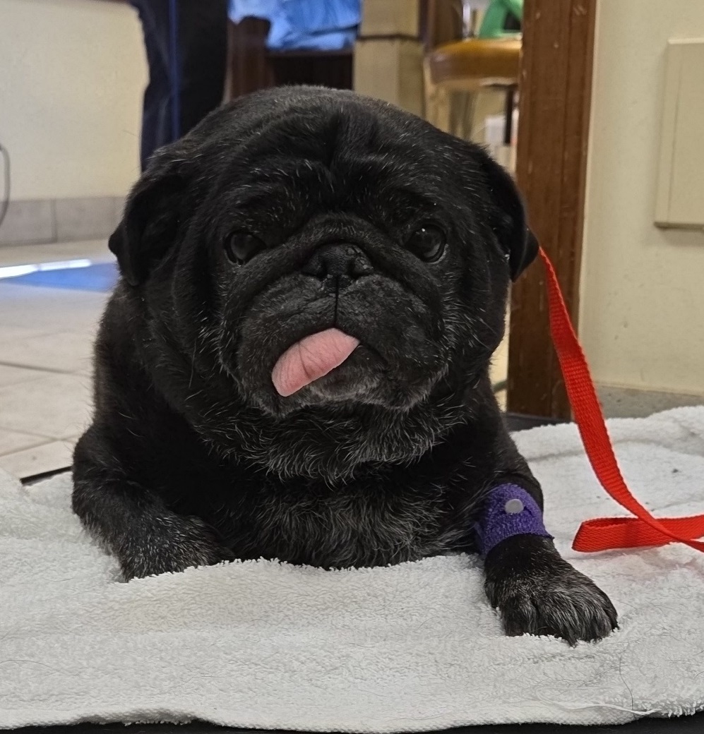 Pug patient