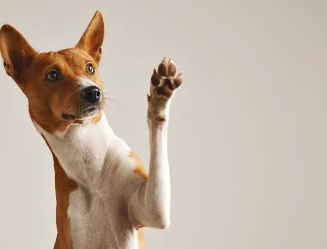 dog raising his paw