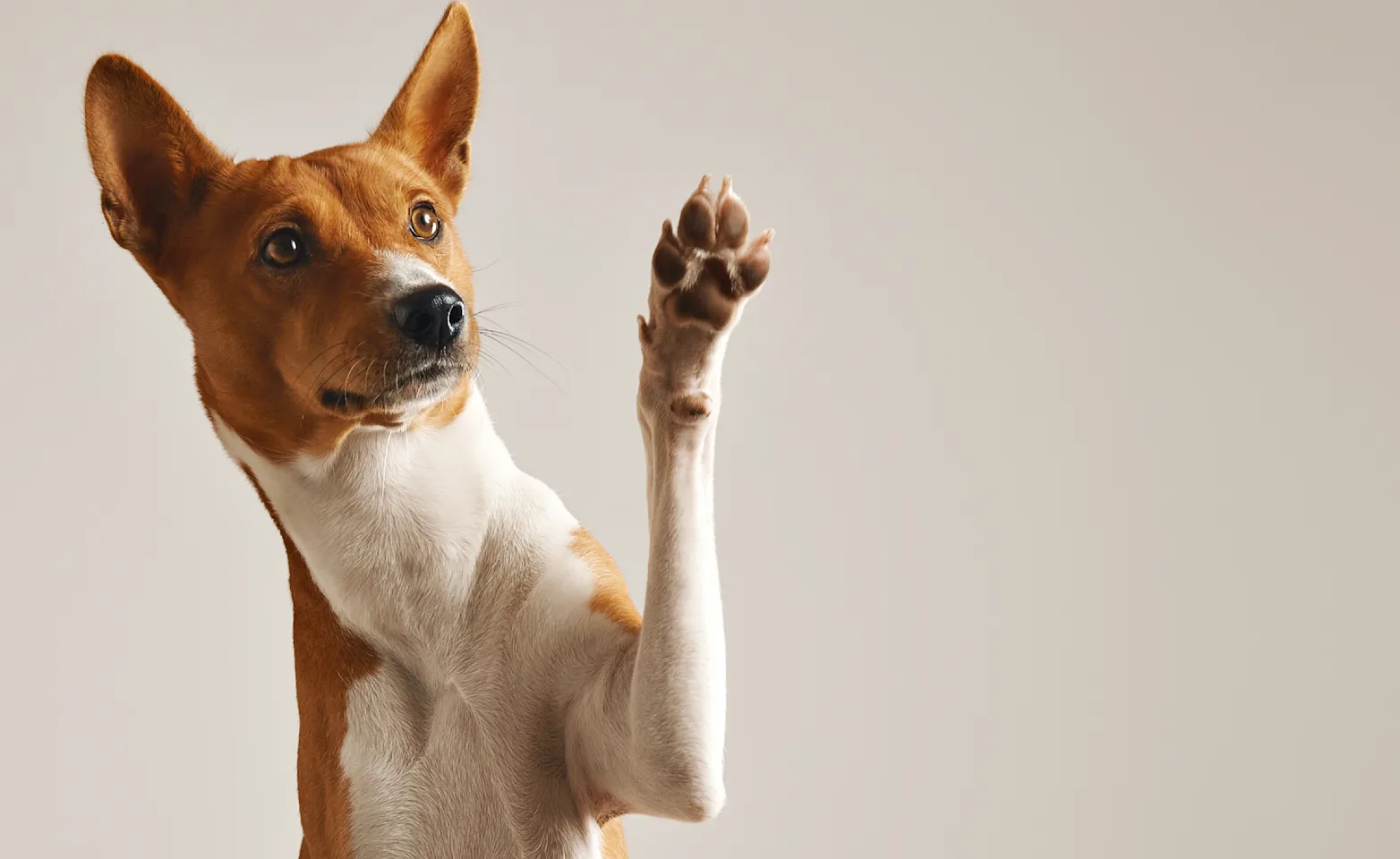 dog raising his paw dog raising his paw