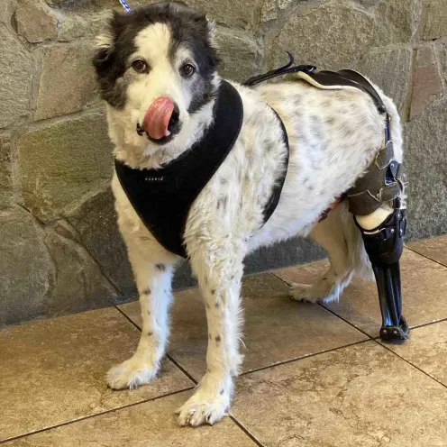 Dog with prosthetic leg