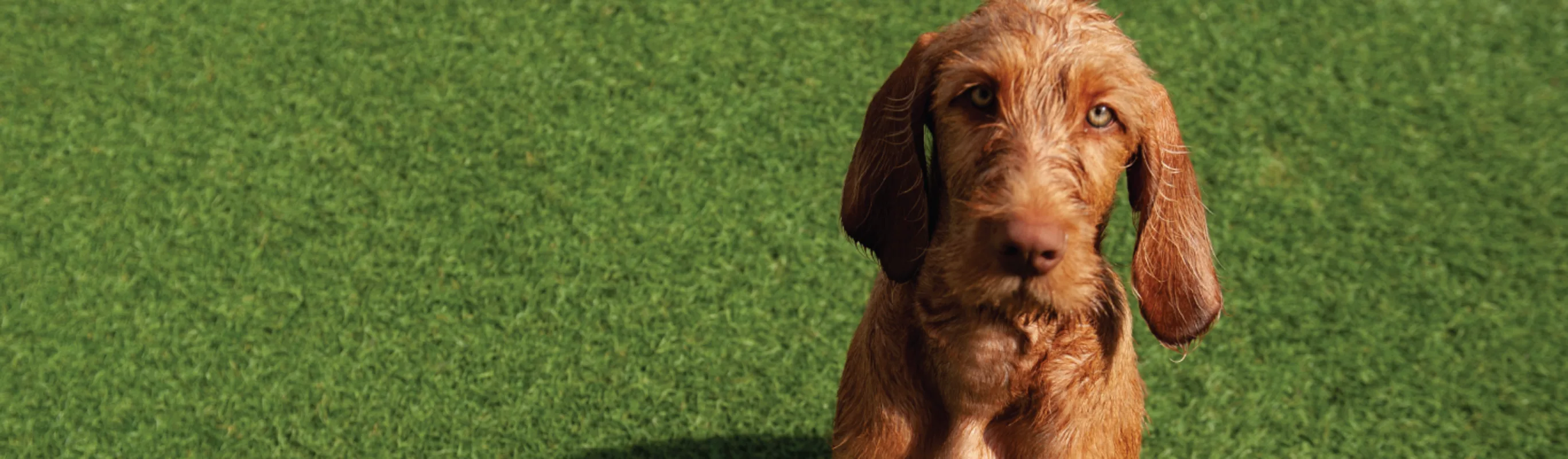 Brown dog sitting in grass Brown dog sitting in grass