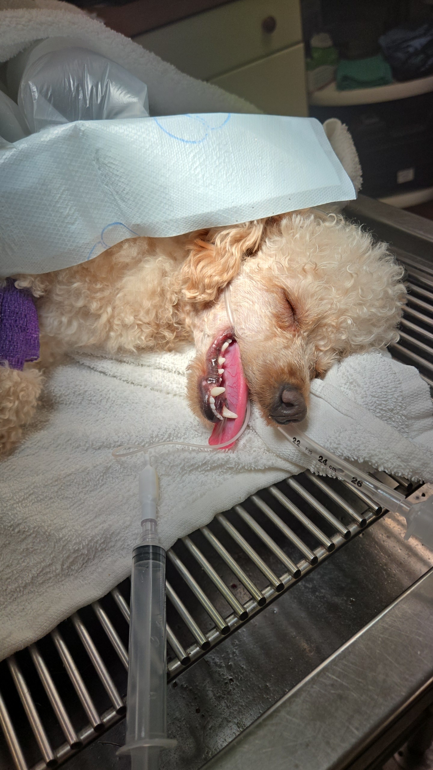 Pet under sedation