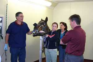 Vet demonstrating horse dentistry