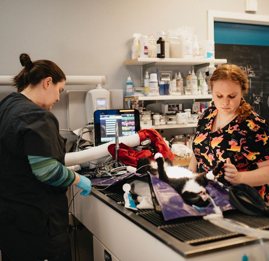 Two staff members caring for a black and white cat