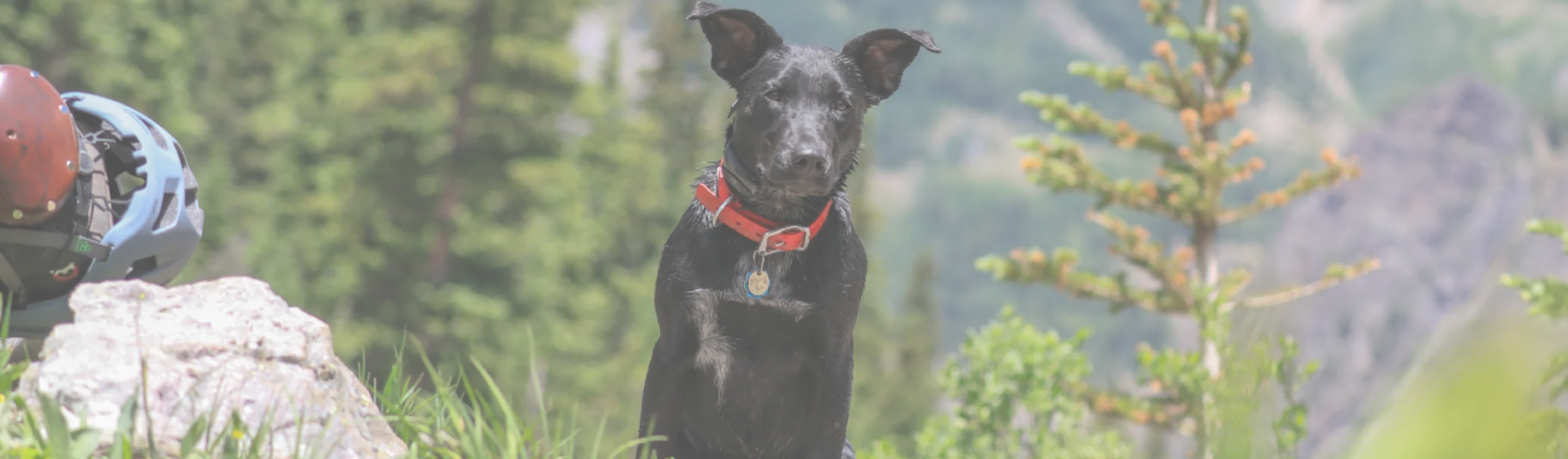black dog with red collar in the mountains black dog with red collar in the mountains