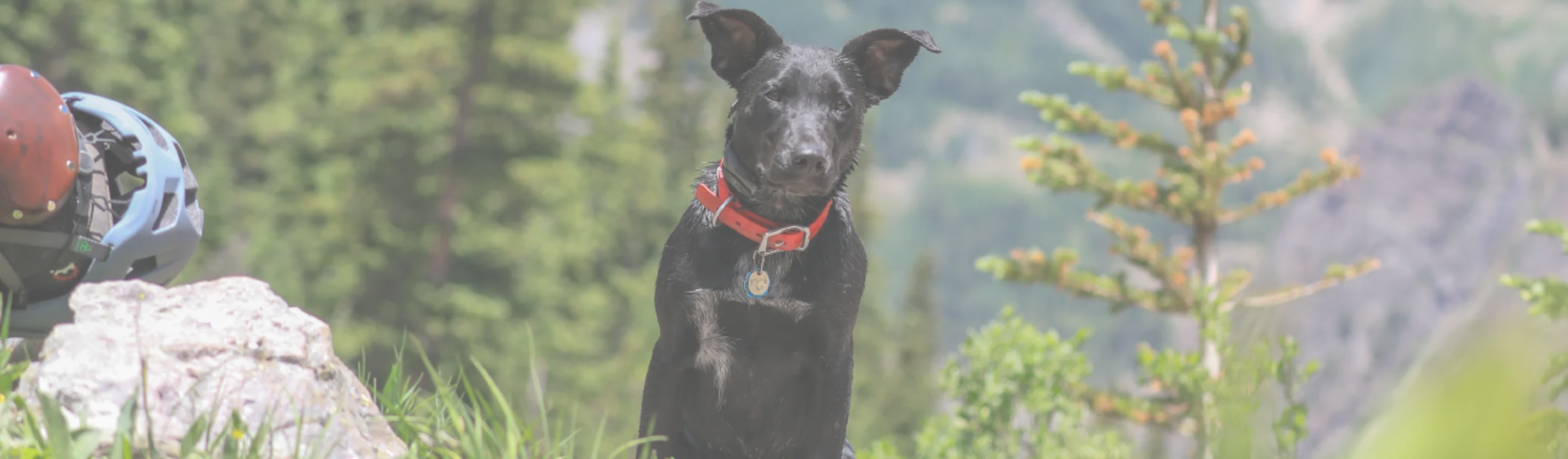 black dog with red collar in the mountains