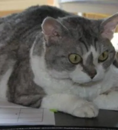 Miss Capucine Miss Capucine