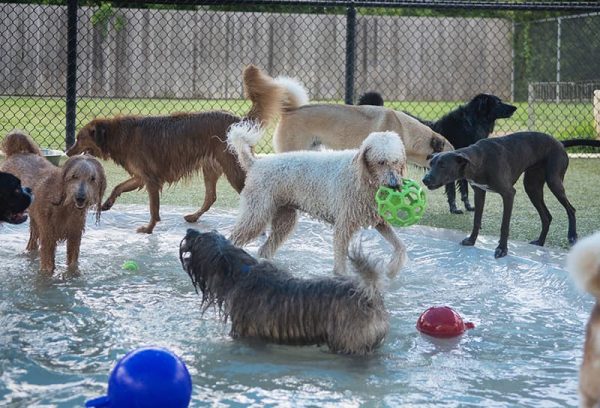 Dogs in pool holding green ball