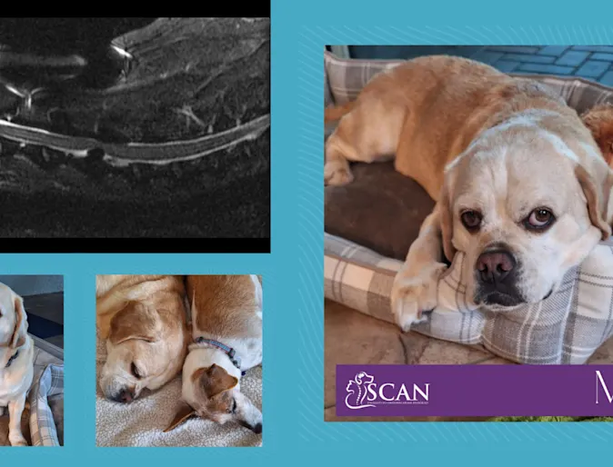 Milo, a 9 year old Puggle Milo, a 9 year old Puggle