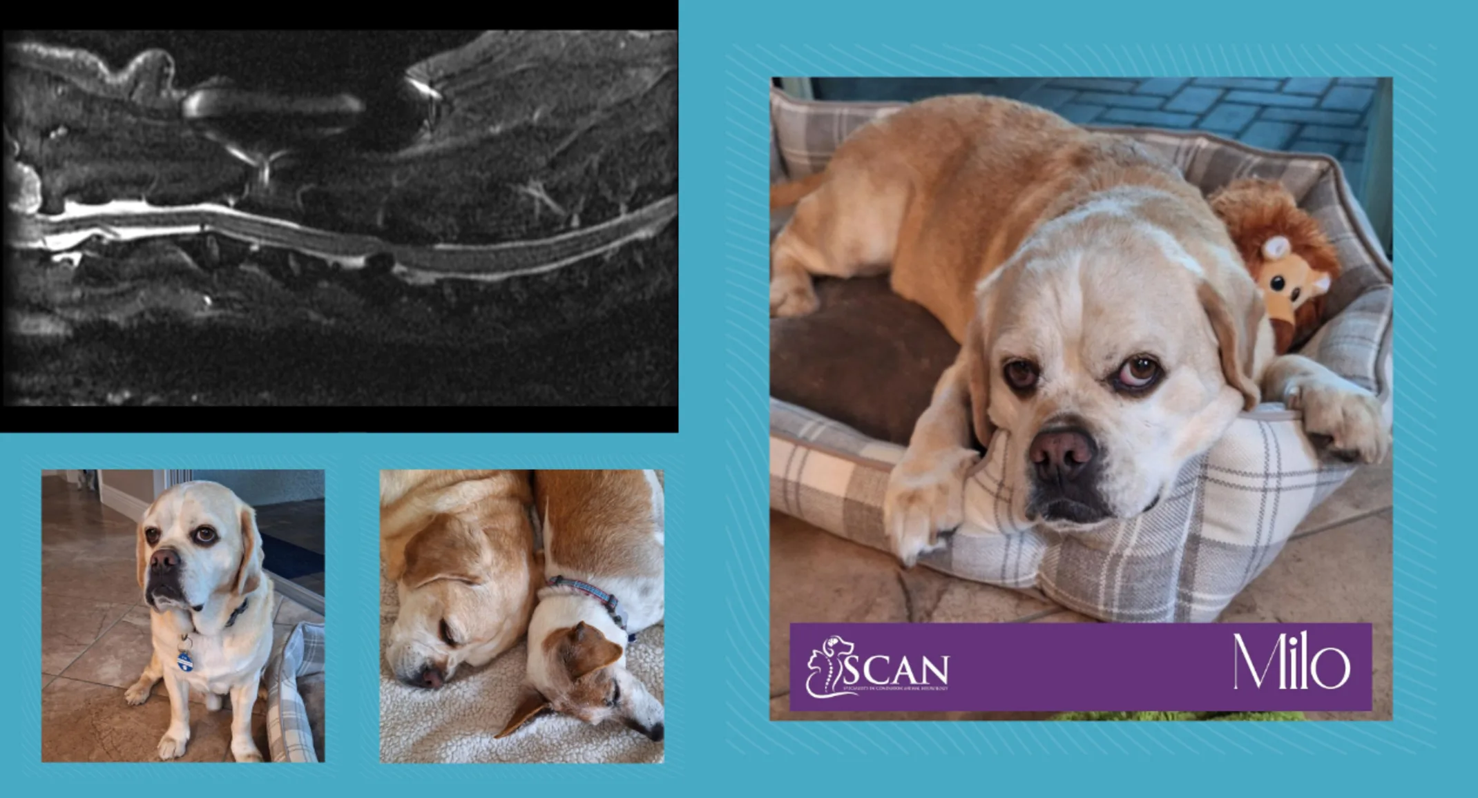 Milo, a 9 year old Puggle Milo, a 9 year old Puggle