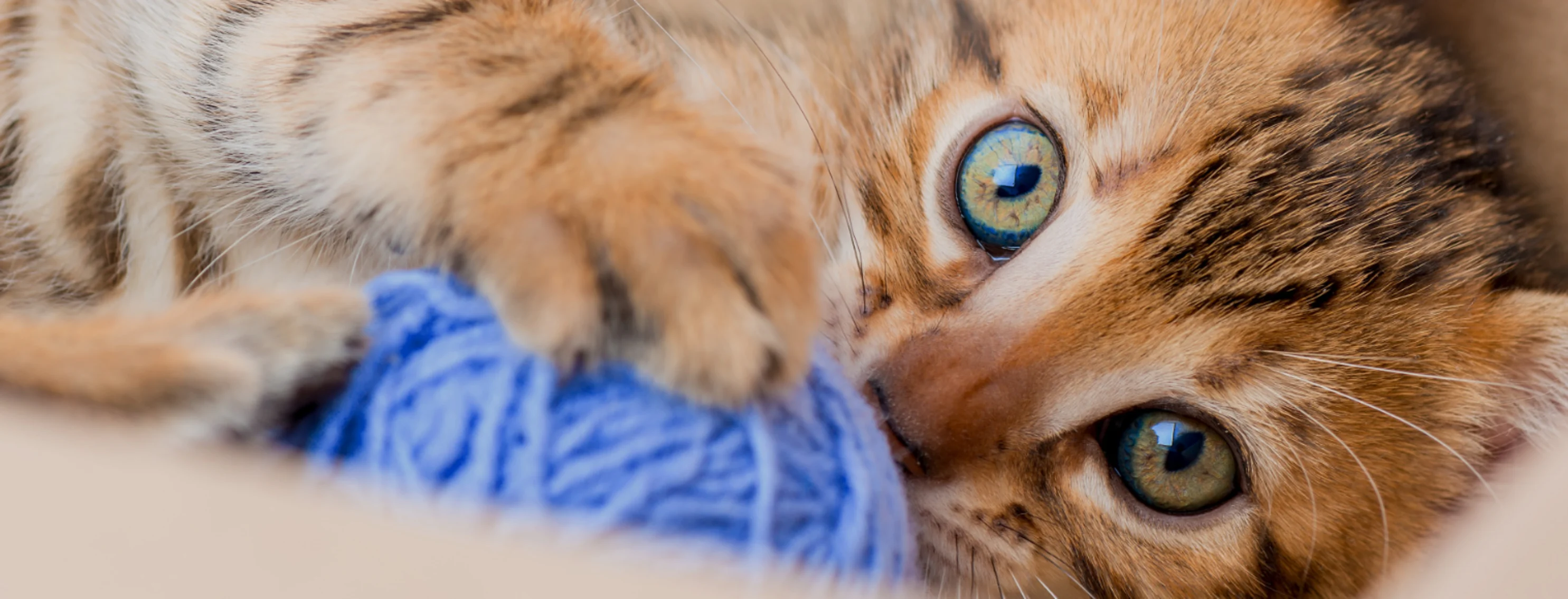 A kitten playing with blue yarn on a blanket