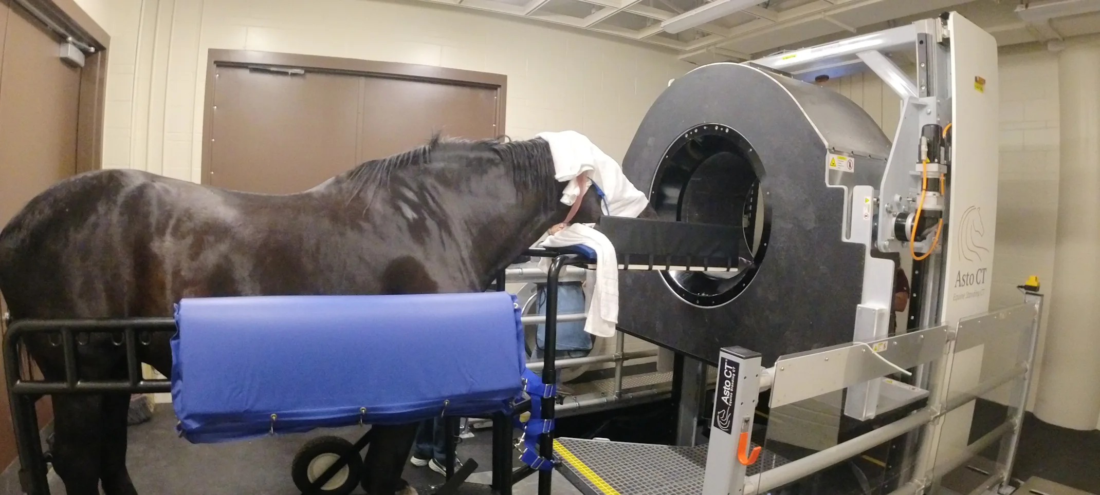Percheron horse getting a CT scan Percheron horse getting a CT scan