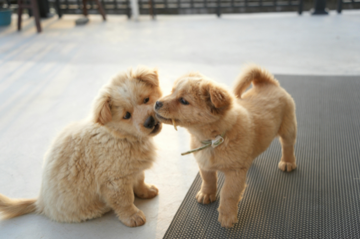 Puppies play together at PetSuites.