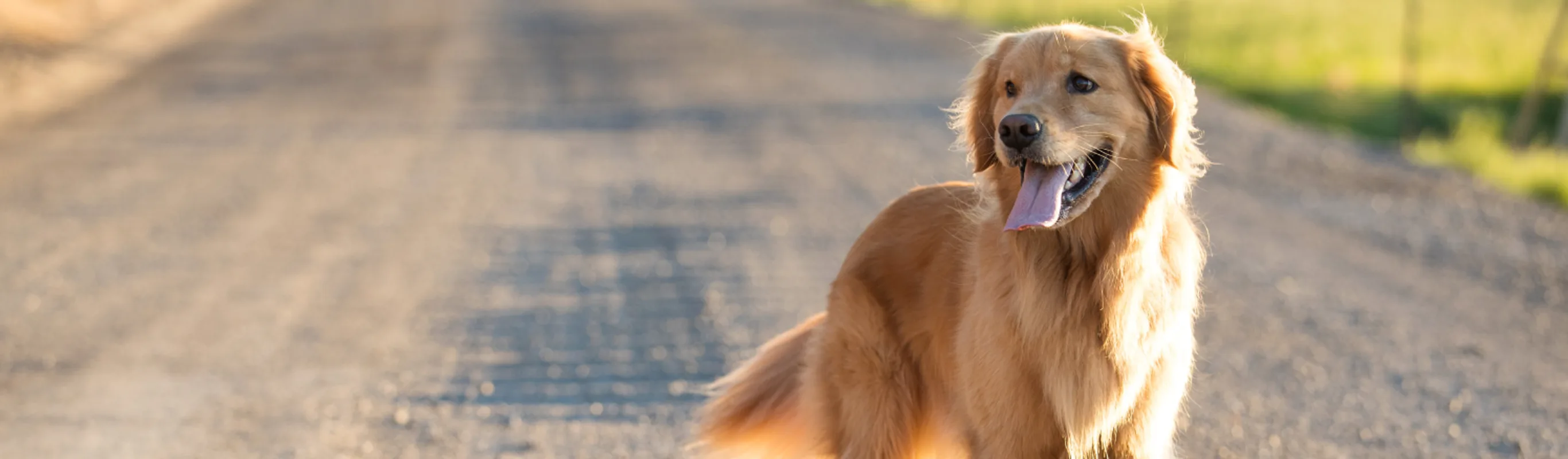 dog standing on a dirt road dog standing on a dirt road