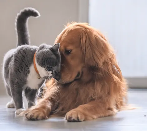 Dog and grey cat cuddling Dog and grey cat cuddling