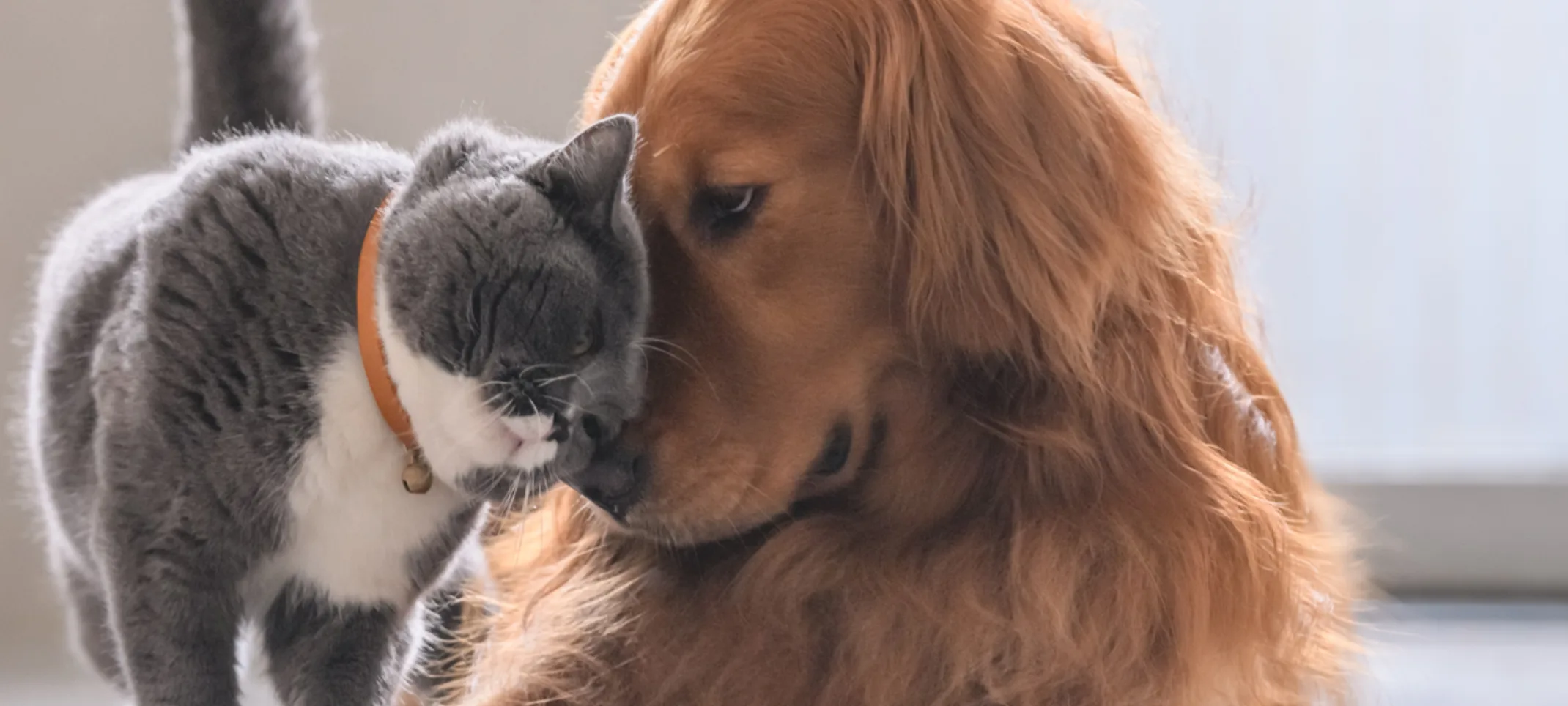 Dog and grey cat cuddling Dog and grey cat cuddling