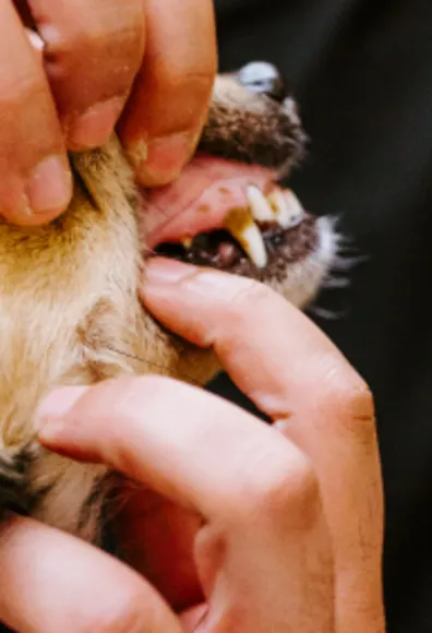 Doctor examine dogs teeth at Overland Veterinary Clinic Doctor examine dogs teeth at Overland Veterinary Clinic