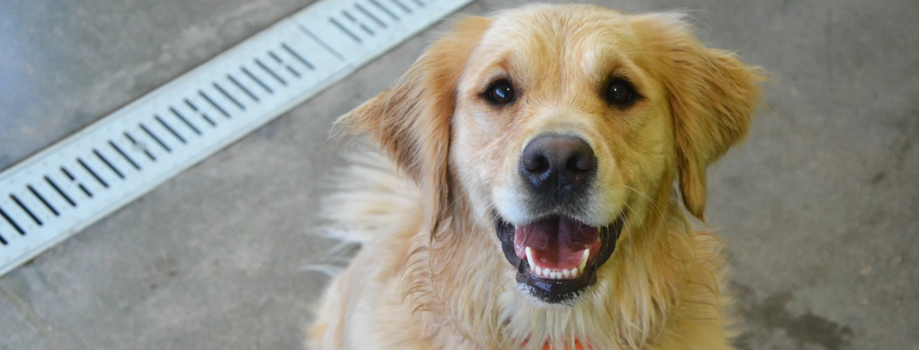 Dogs at City Bark Broomfield boarding and dog daycare in Broomfield, CO. 