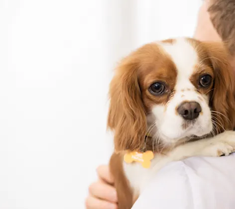 Staff member holding dog on shoulder 