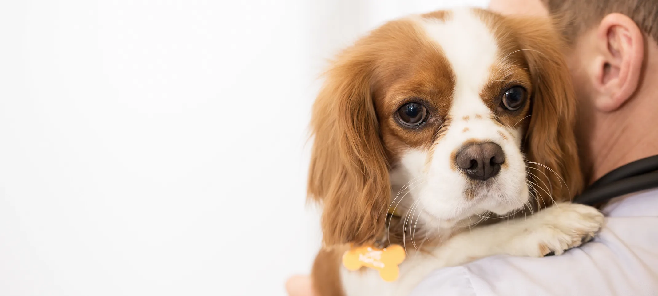 Staff member holding dog on shoulder 