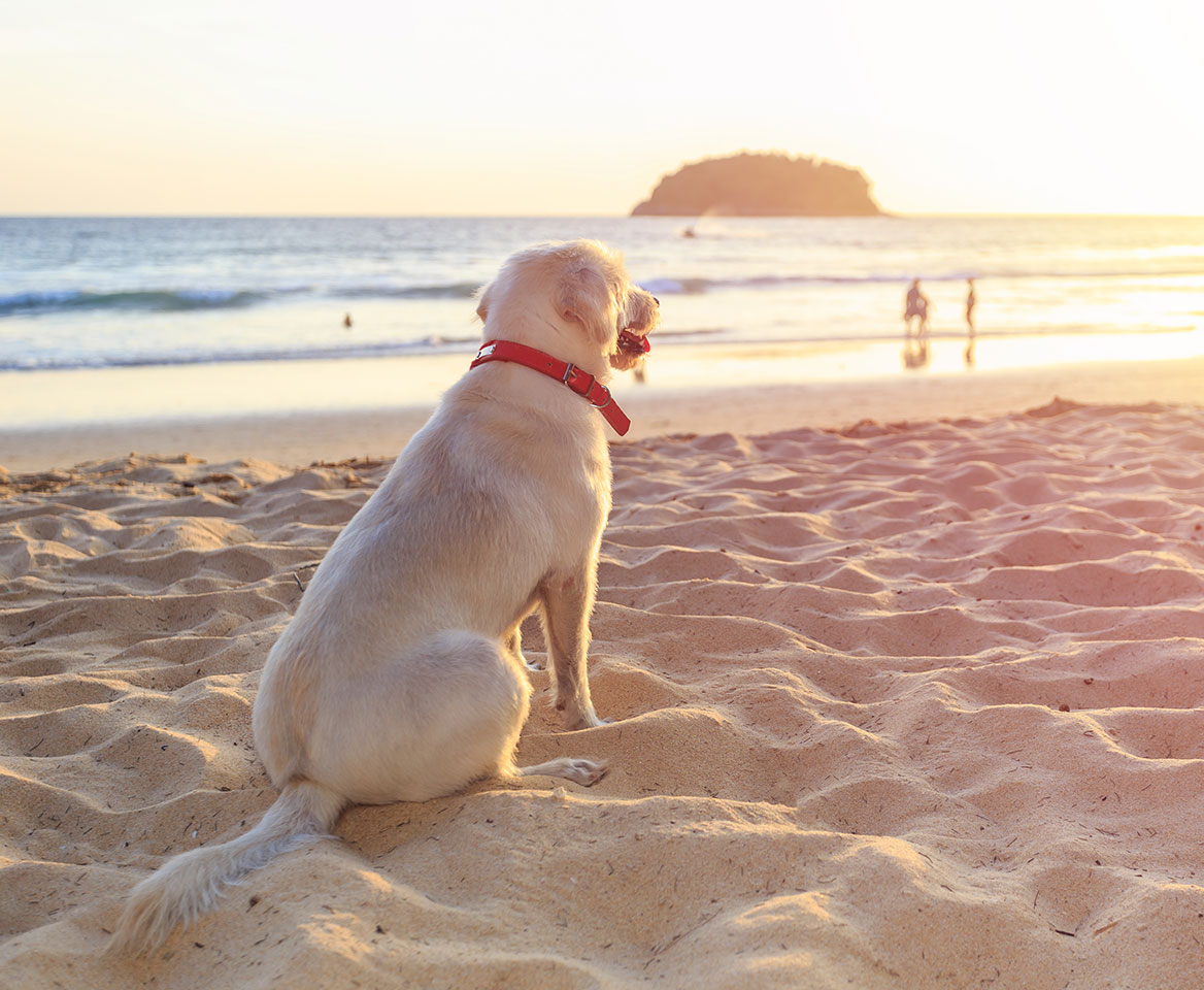 dog at the beach at sunset