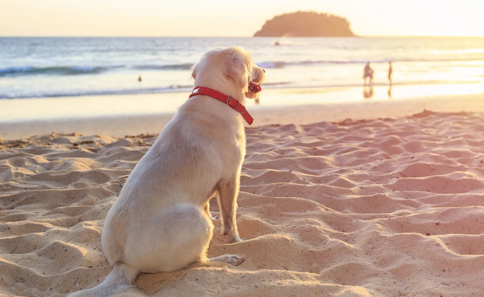 dog at the beach at sunset dog at the beach at sunset
