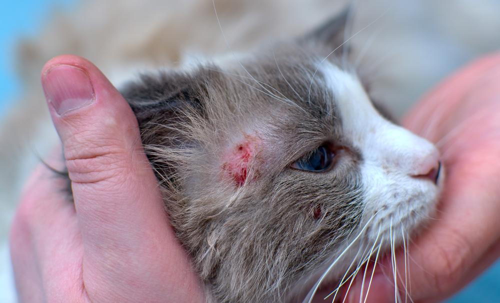 Cat with skin issues