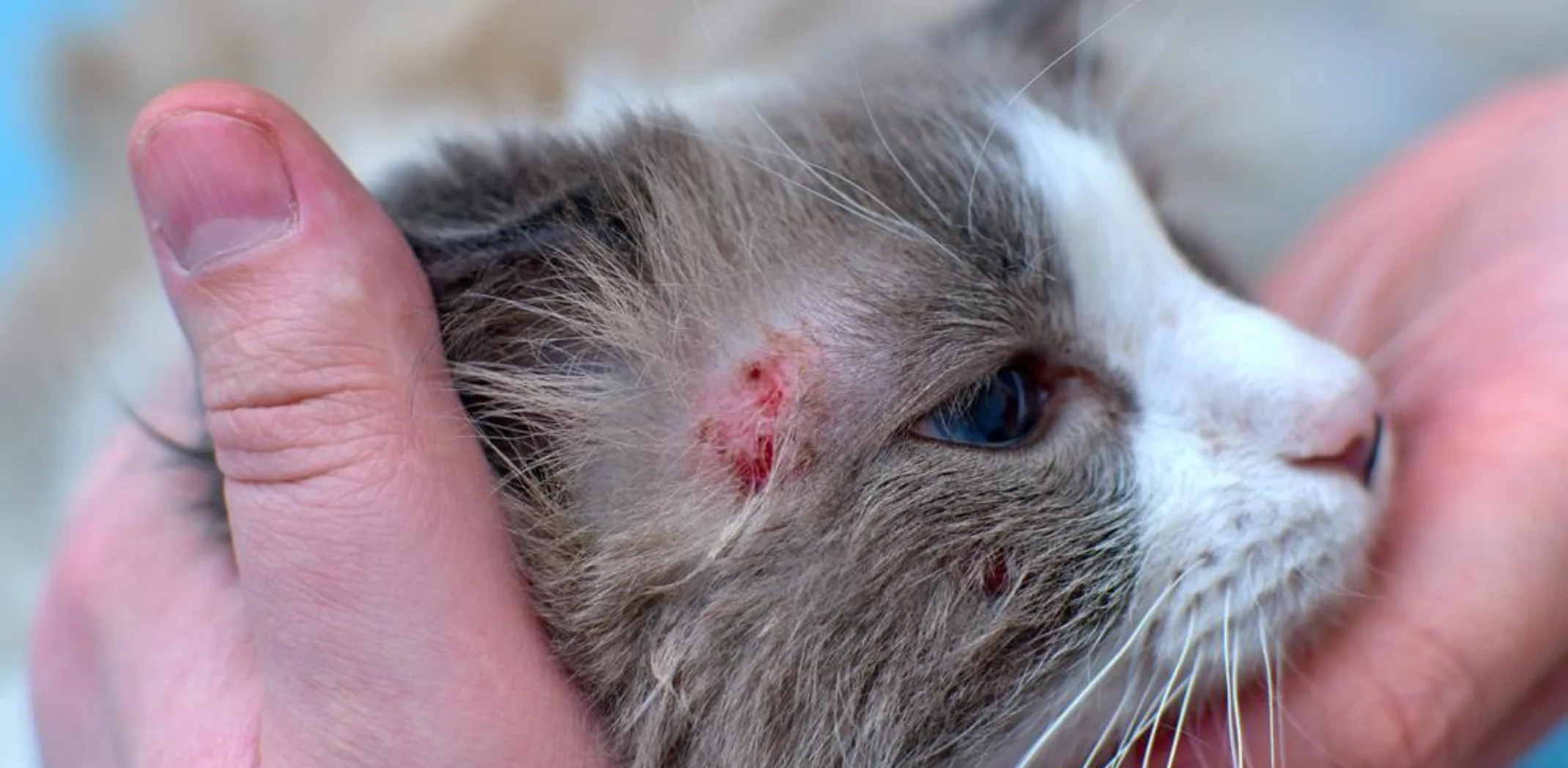 Cat with skin issues Cat with skin issues