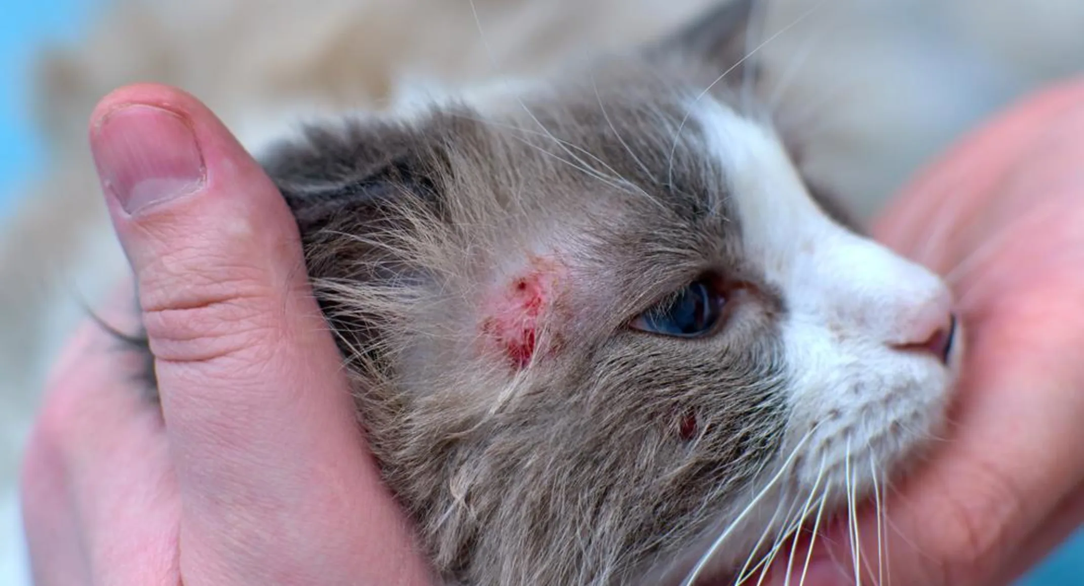 Cat with skin issues Cat with skin issues