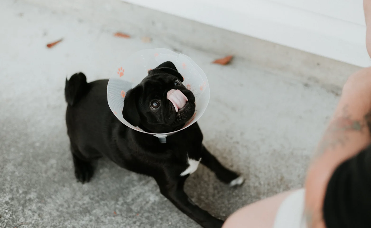 black dog leaking his nose black dog leaking his nose