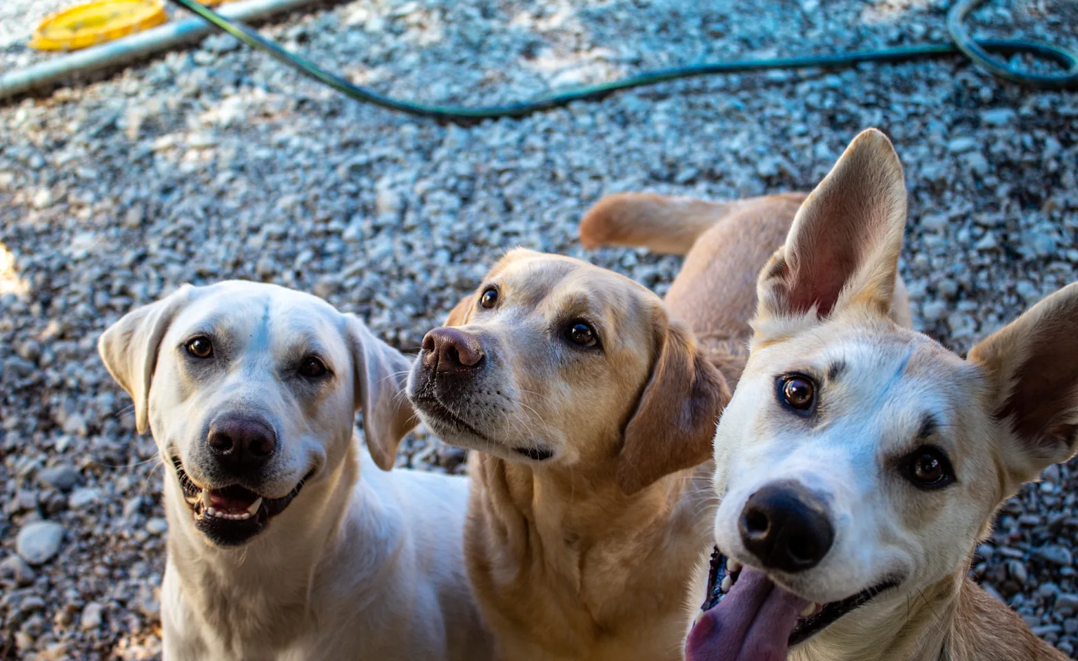 Three dogs looking at the camera Three dogs looking at the camera