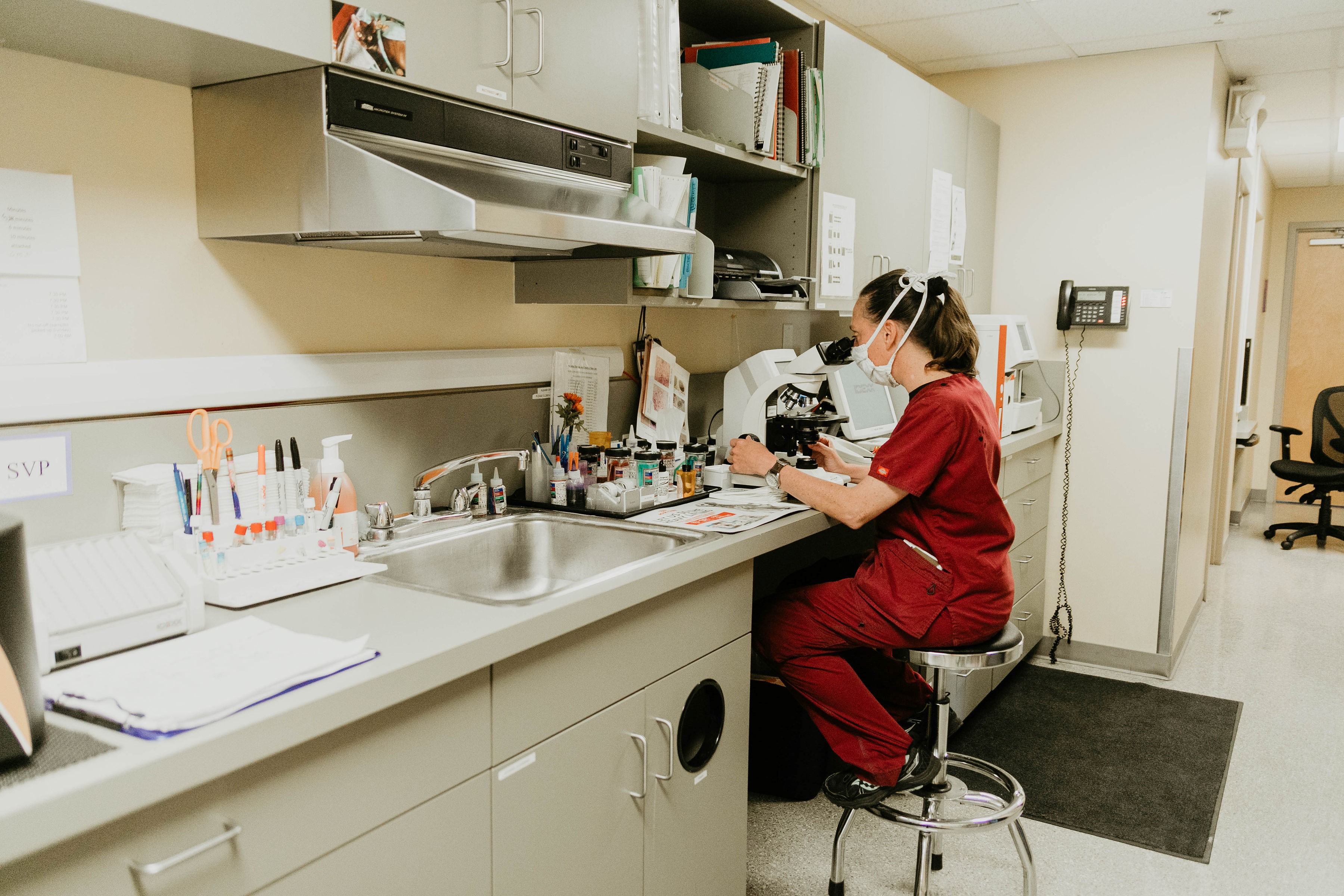 Lab at Chambers Creek Veterinary Hospital 