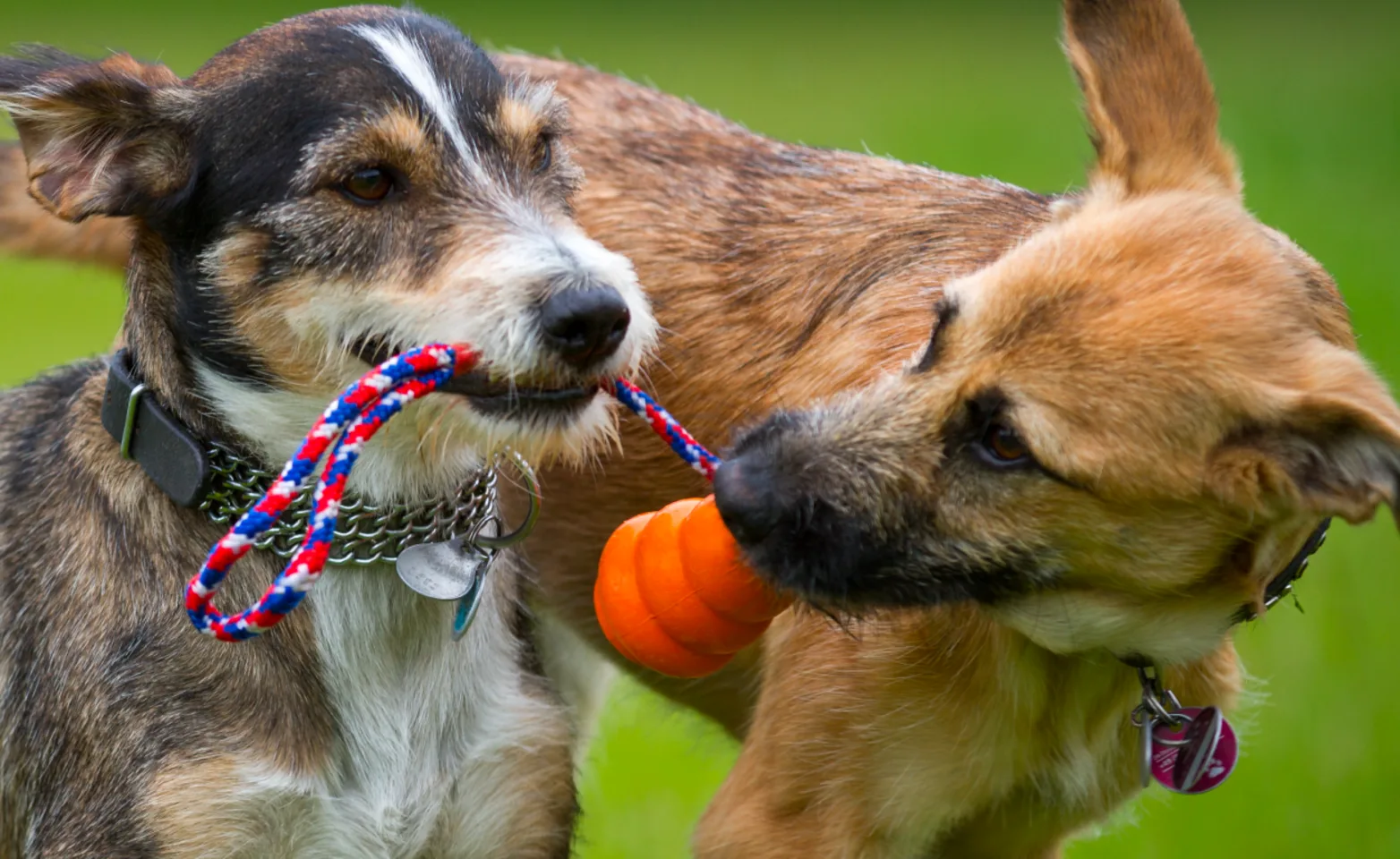 Dogs playing with toy