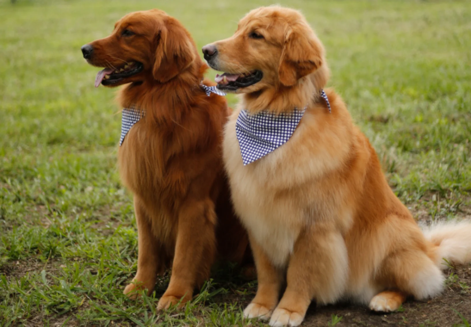 Two golden retrievers with blue handkerchiefs