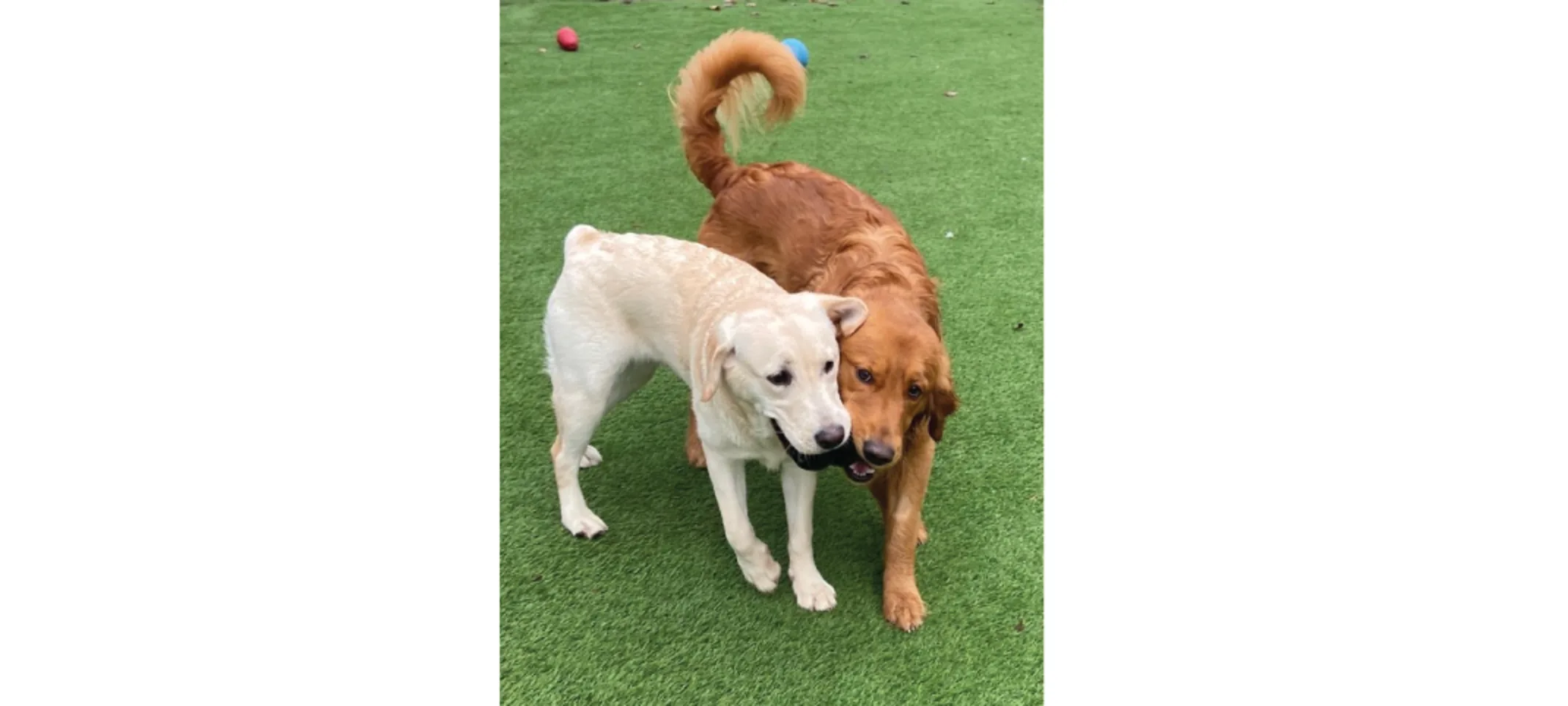Dogs playing with eachother Dogs playing with eachother
