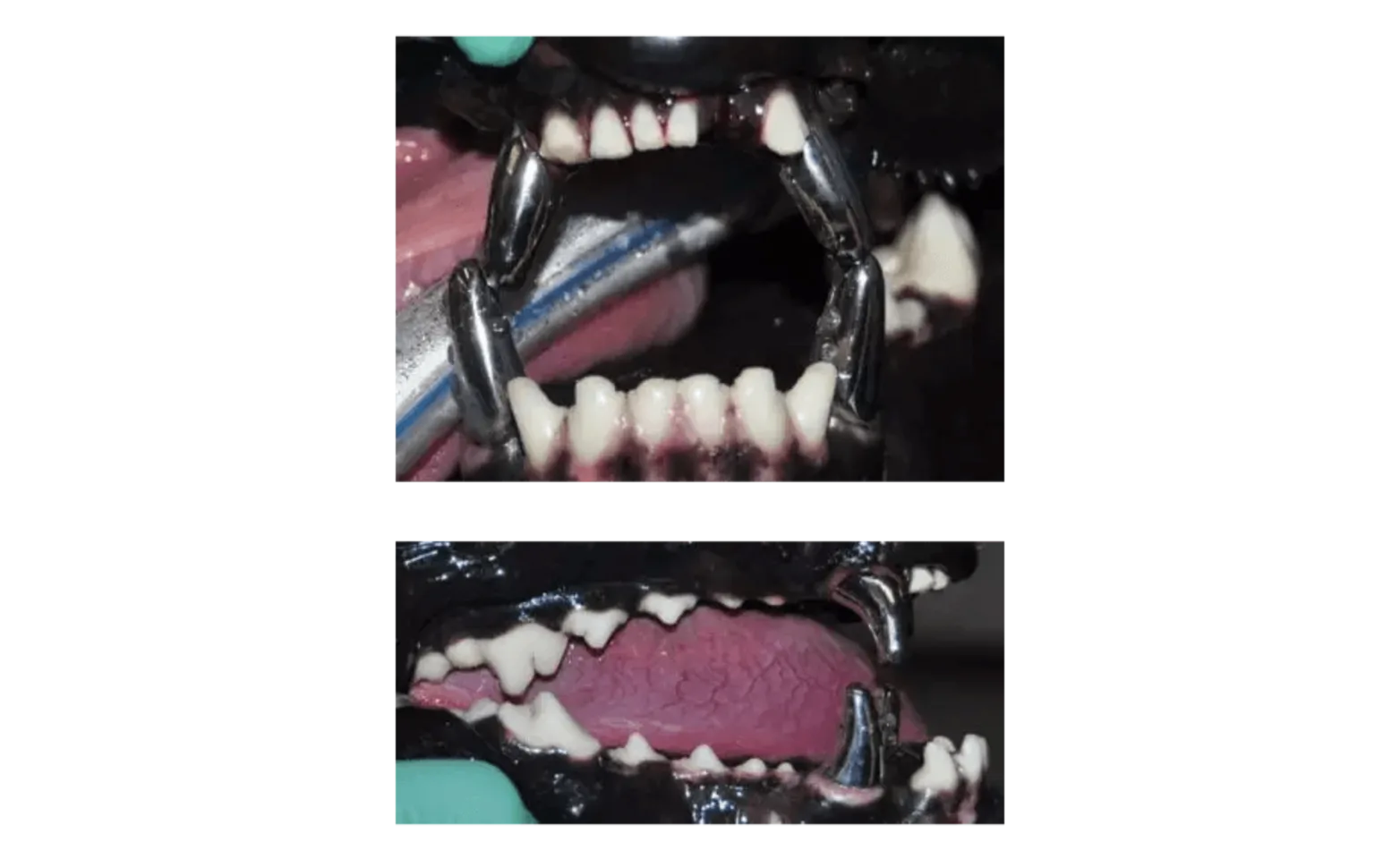 Endodontics Treatment Endodontics Treatment