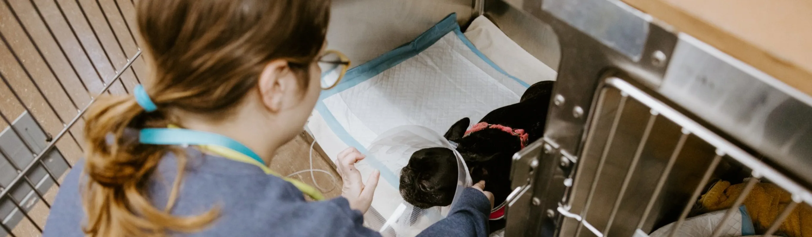 Staff taking care of puppy in an open cage. Staff taking care of puppy in an open cage.