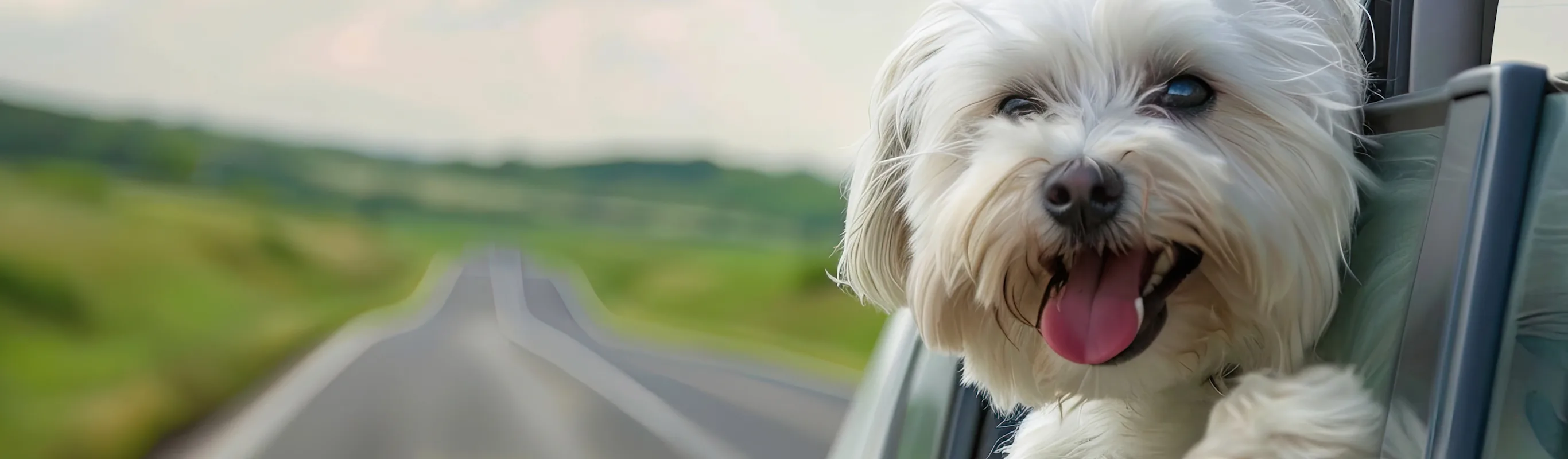 A white dog is sitting in a car window, looking out at the road A white dog is sitting in a car window, looking out at the road
