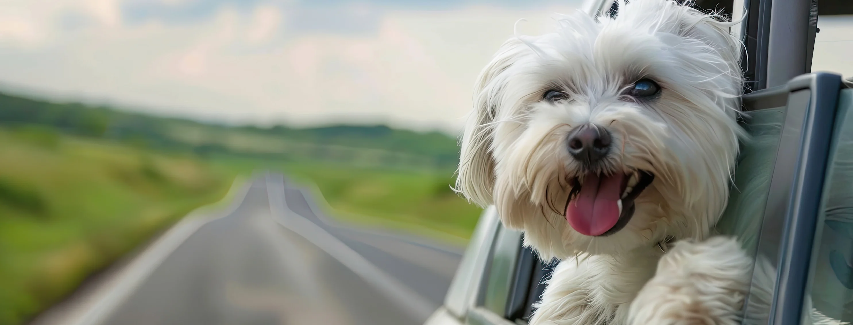A white dog is sitting in a car window, looking out at the road A white dog is sitting in a car window, looking out at the road