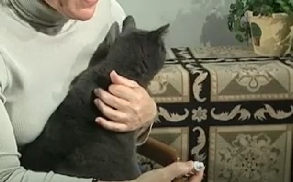A person administering eye drops to a cat