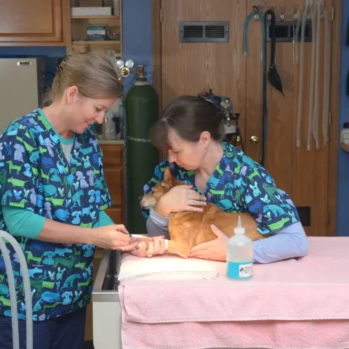 2 veterinarians perform nail trimming on a dog