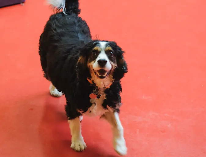 Collie Smiling