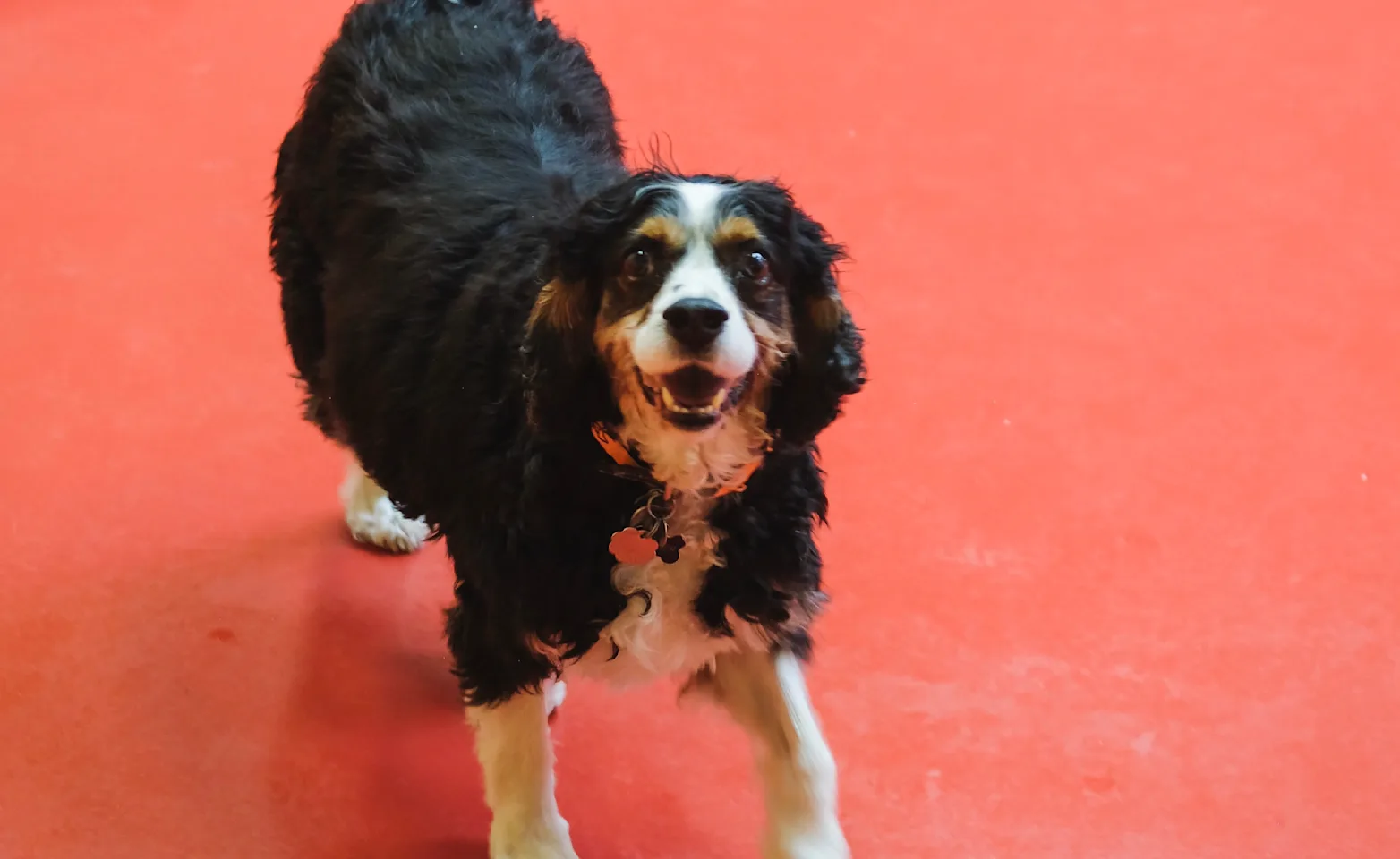 Collie Smiling