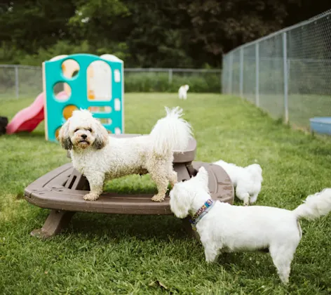 Group of dogs playing Group of dogs playing