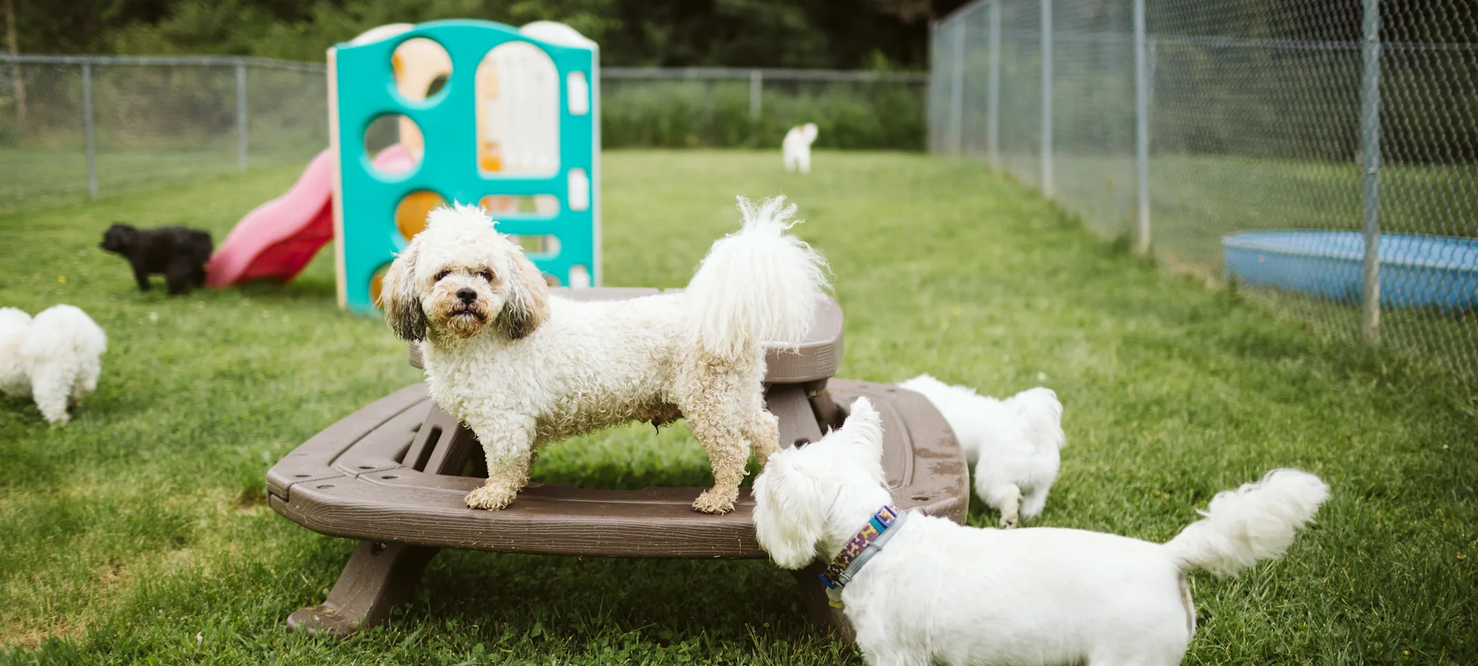 Group of dogs playing Group of dogs playing