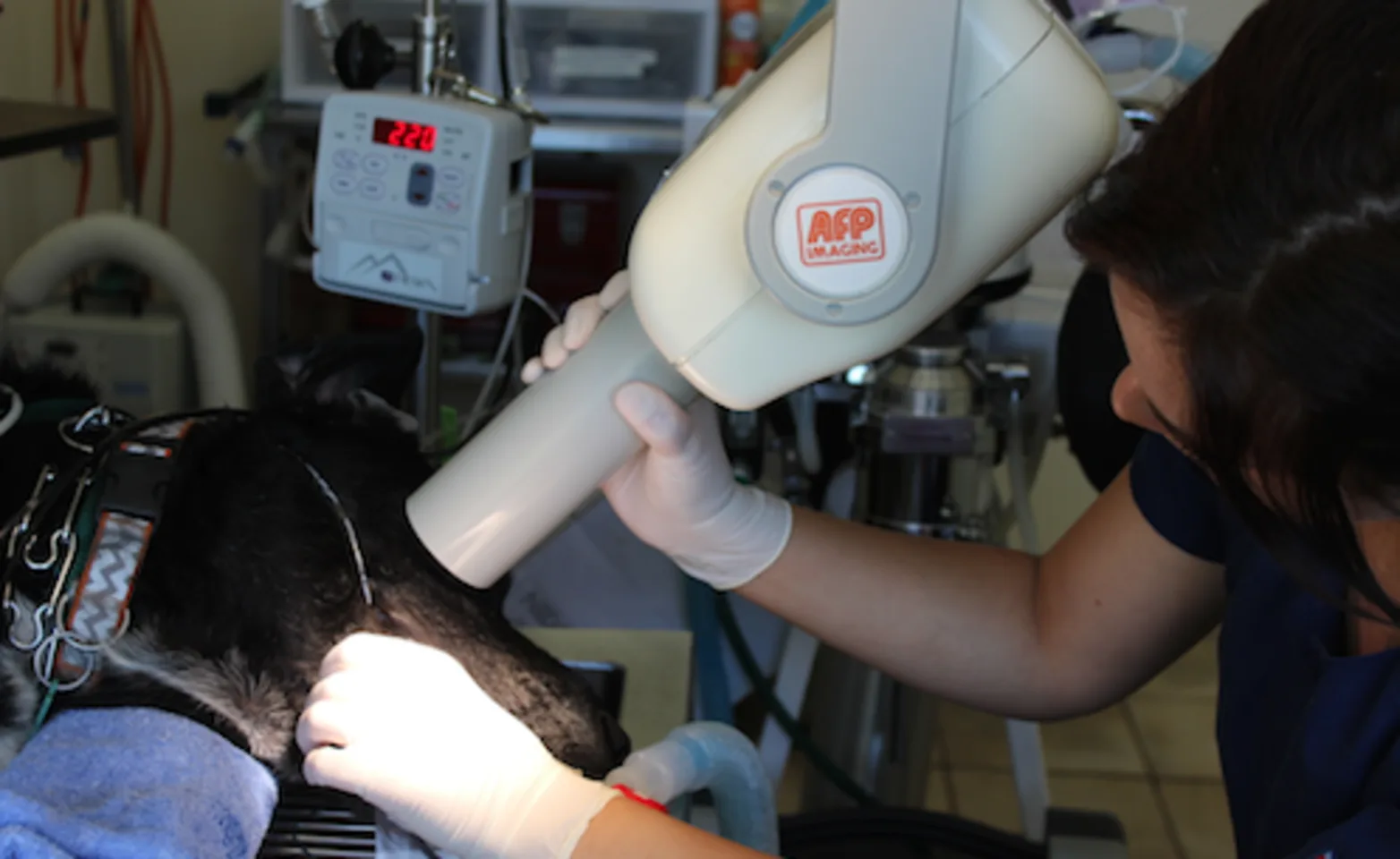 Xray on dog Xray on dog