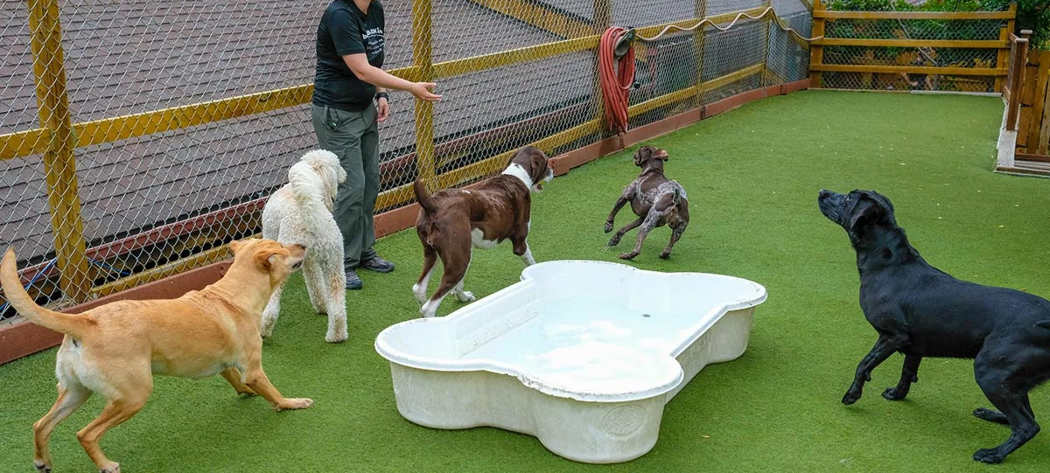 Dogs playing around the pool at Bergen Bark Inn