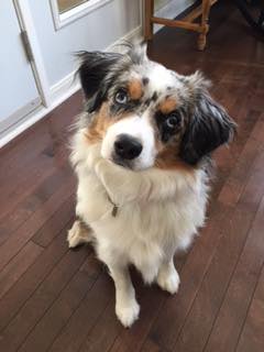 Australian Shepherd tilting head