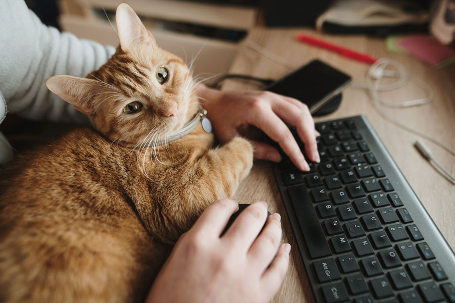 Human using keyboard with cat on their lap